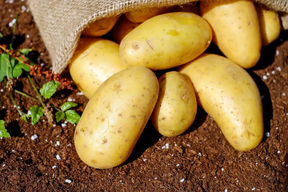 Fondant Potatoes
